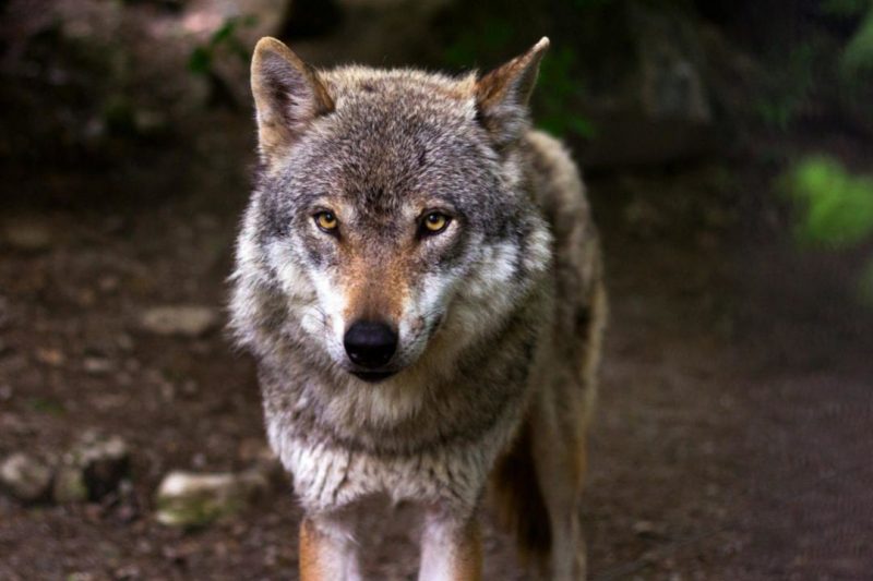 Qué pasa con la protección y conservación del lobo en Euskadi