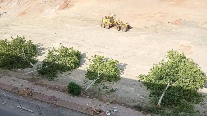 Qué pasa en Cáceres con el Arbolado Público