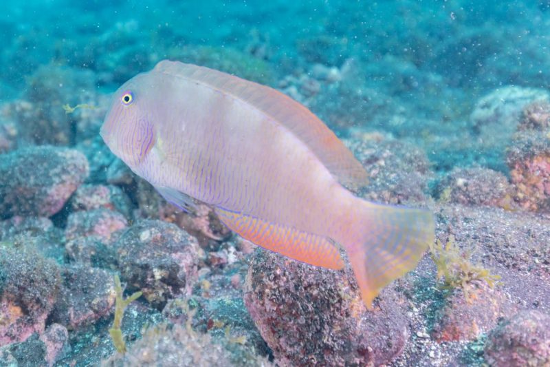 Raor: Descifrado su código genético