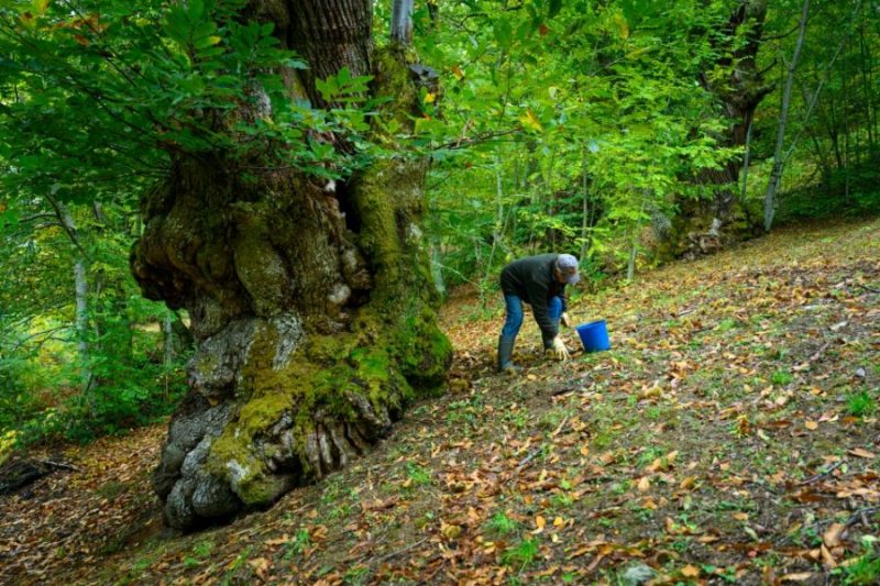 Red Estatal del Castaño: Evaluando posibles contingencias