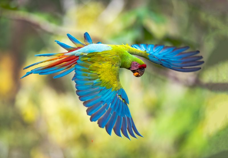 Reserva del Bosque Lluvioso de Sarapiquí
