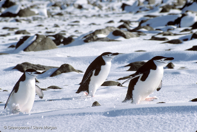 Rotundo fracaso de la 'Comisión del Océano Antártico'