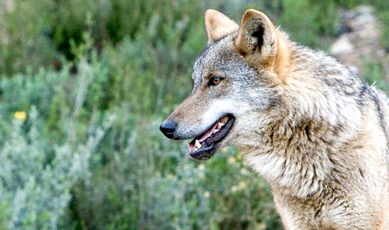 ¿Se extinguirá el lobo en Andalucía?