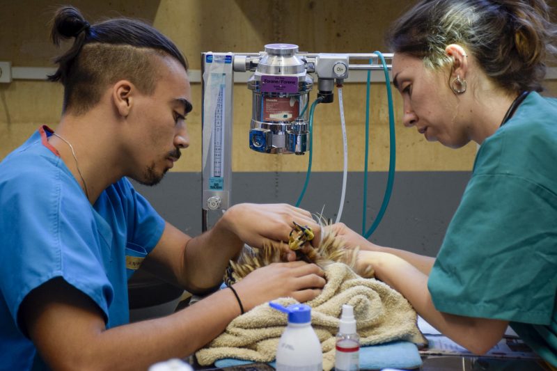 Seguirá el Hospital de Fauna Salvaje de GREFA en Majadahonda