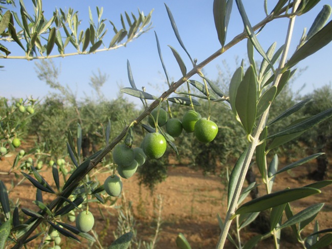 Sostenibilidad del olivar tradicional de manzanilla cacereña