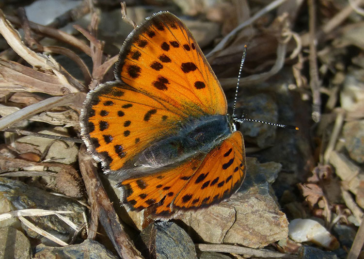 Te explicamos qué es la 'biodiversidad'