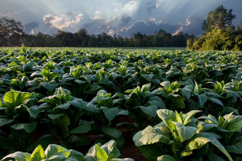 Todo lo que deberías saber sobre la agricultura ecológica