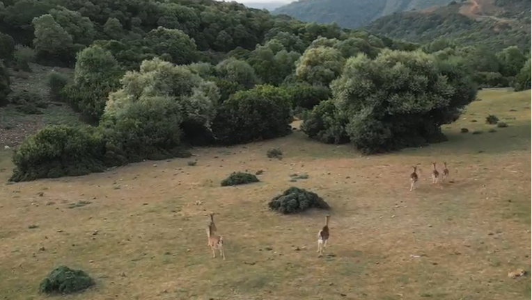 UE: Reunión de los directores generales de Bosques