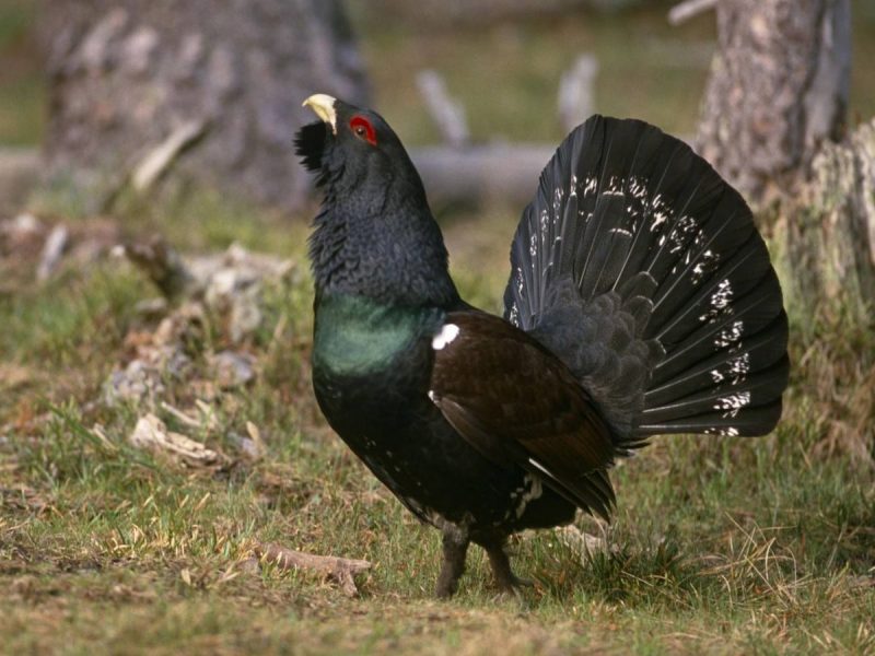 Últimas noticias sobre el urogallo en la cordillera Cantábrica