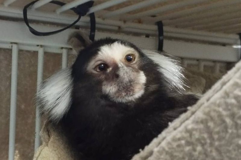 Un tití 'abandonado' en plena calle