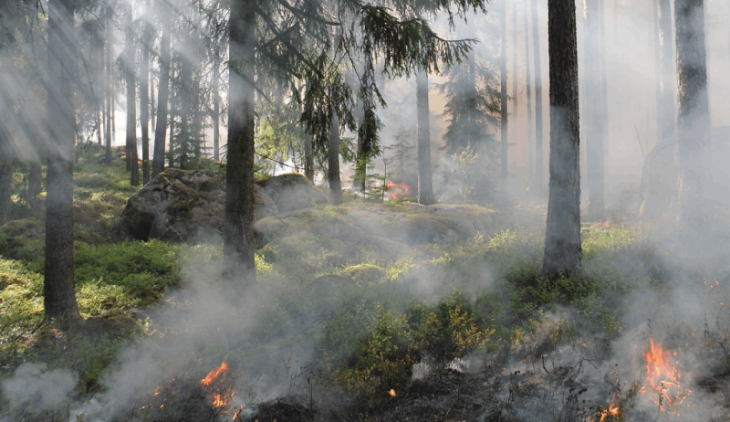 Un tratado de comercio UE- Mercosur 'indecente'