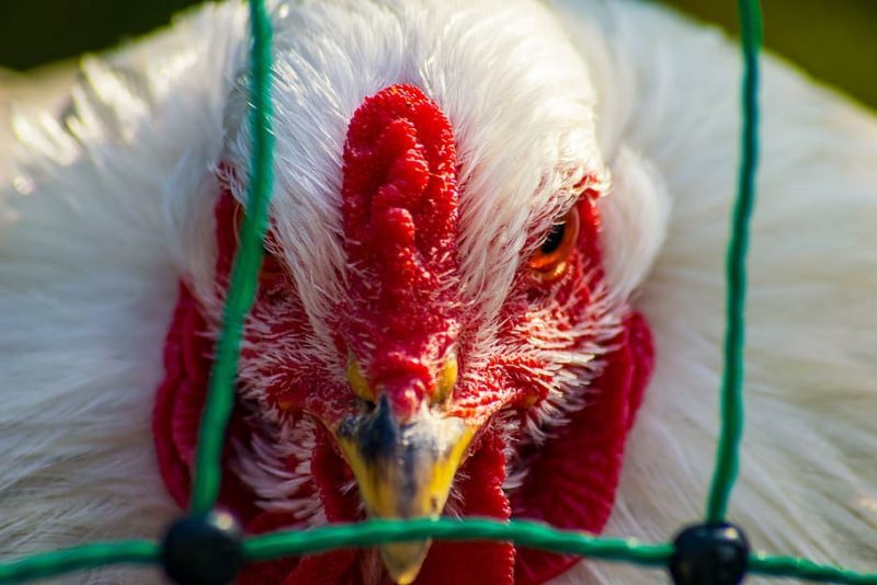 La gripe aviar es motivo de preocupación mundial según EFSA