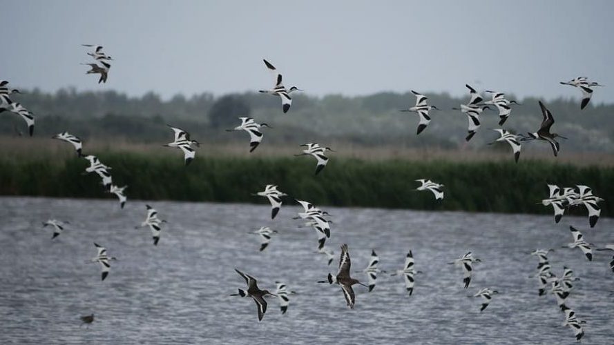 Éxito reproductivo de aves en l´Albufera de Valencia