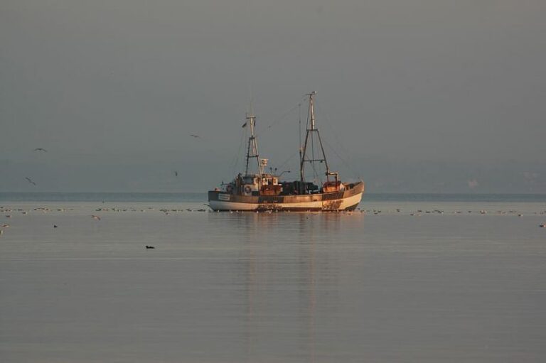 Las cuotas de arenque del Báltico desafían las leyes de pesca