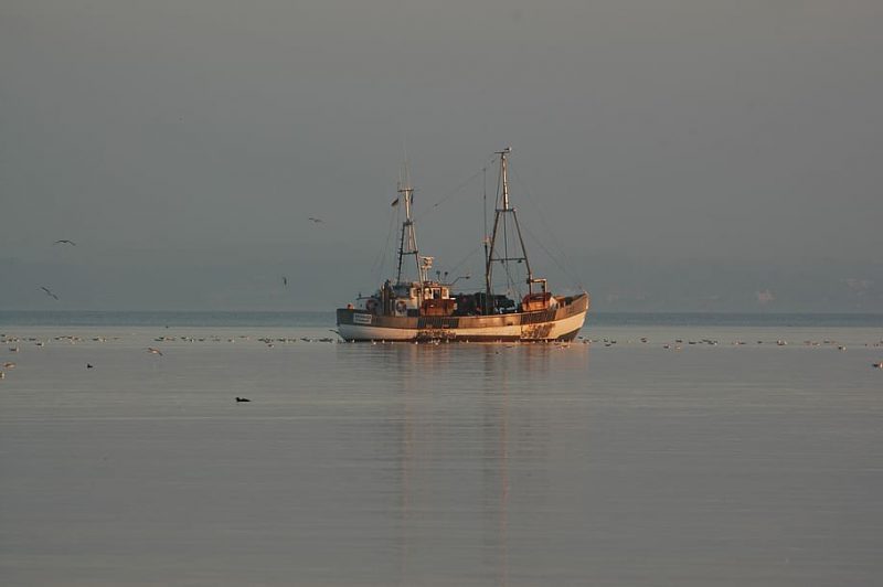 Las cuotas de arenque del Báltico desafían las leyes de pesca