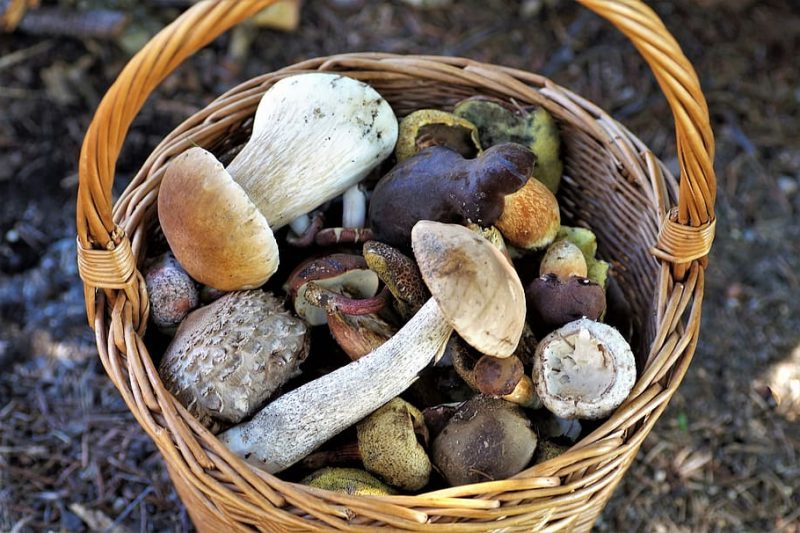 Andalucía promueve una recogida de setas responsable