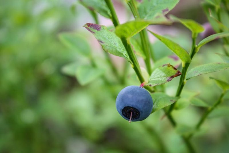 Arándanos infectados con el hongo patógeno Colletotrichum fioriniae. CRÉDITO: Imagen cortesía del Servicio de Investigación Agrícola del USDA