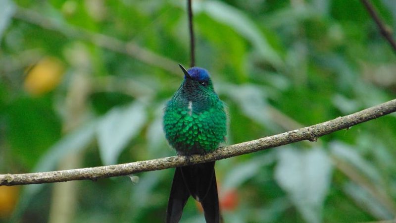 Las áreas protegidas salvan a las aves del cambio climático