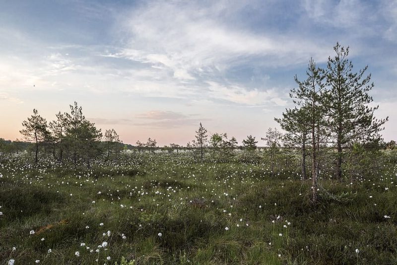 Ecosistemas herbáceos en los modelos de cambio climático