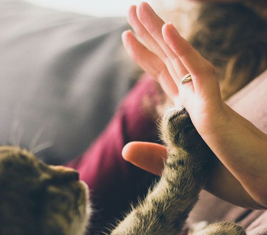 Día Mundial de los Animales 2023