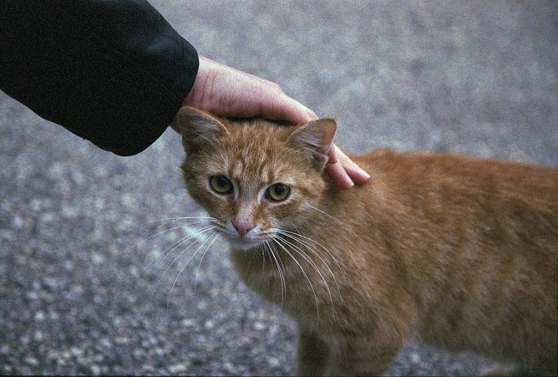 Galicia cuida a sus animales de compañía abandonados
