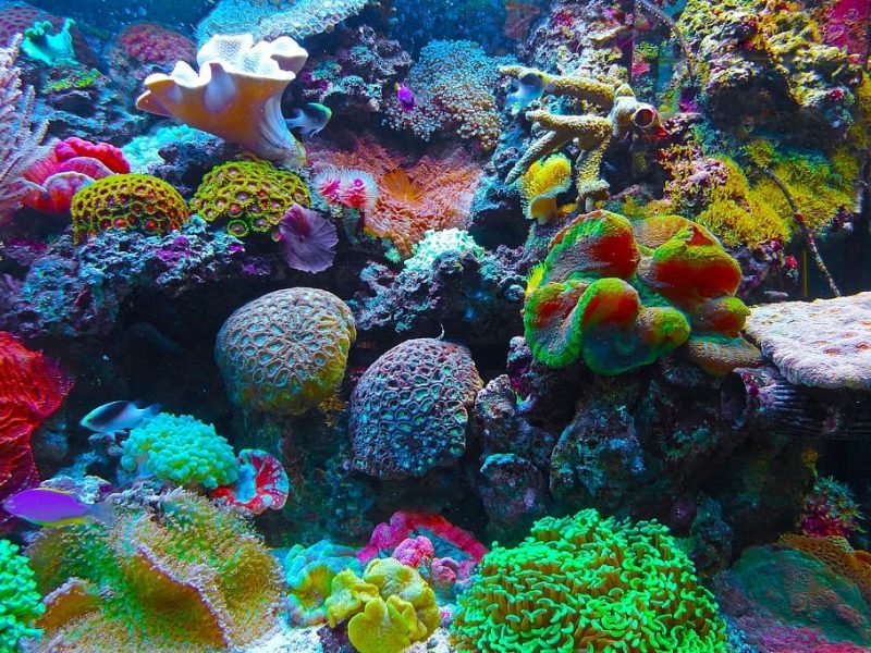 Los arrecifes de coral no soportarán el cambio climático