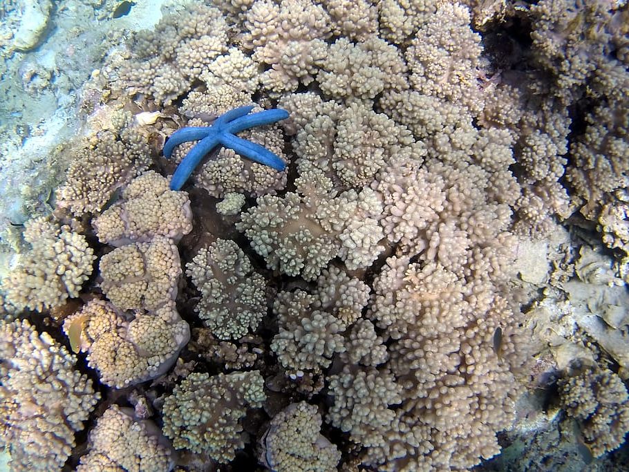 El blanqueamiento de corales se agravará con el cambio climático