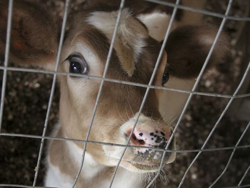 Eurobarómetro: los europeos exigen bienestar anima