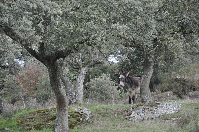 Reservas de la biosfera andaluza: conservar para disfrutar