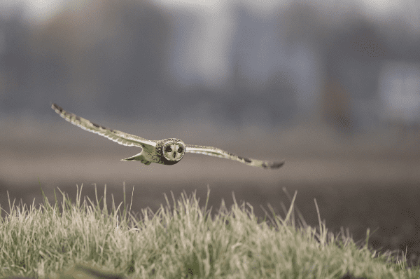 Conoce el viaje de los búhos campestres Blondie y Tina