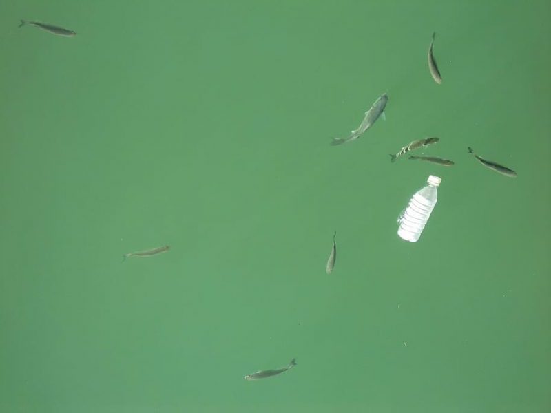 Los plásticos biodegradables son perjudiciales para los peces