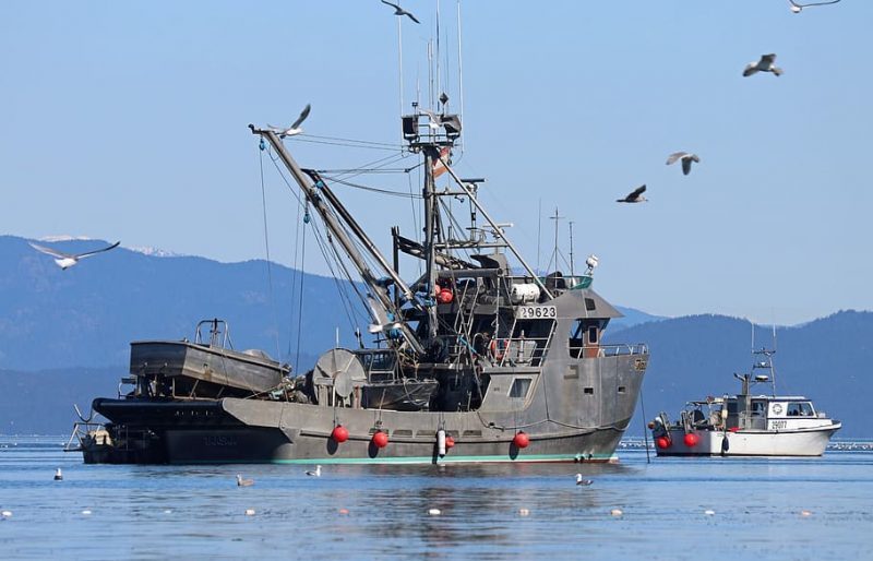 fishing herring run fishermen fish e1697727703343