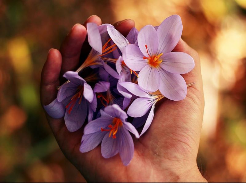 Hoy se debate el Reglamento de Restauración de la Naturaleza