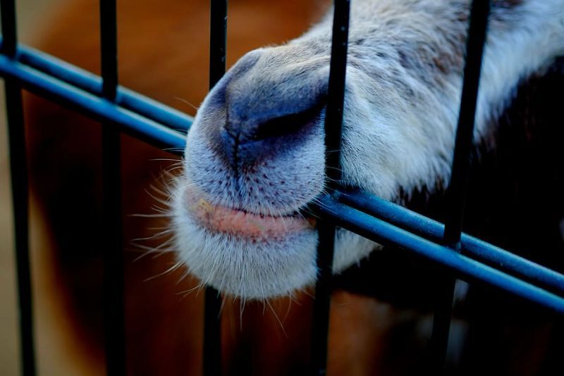 Los europeos quieren bienestar animal ¿y la UE?