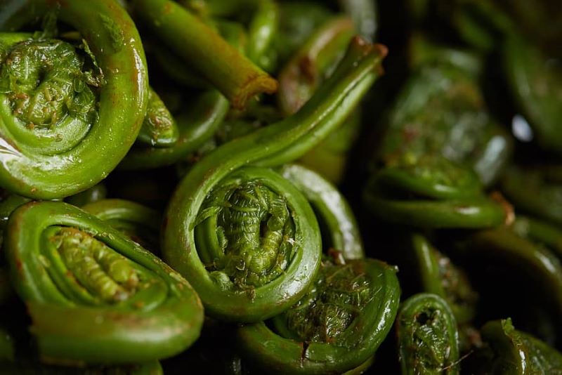 8 verduras ecológicas poco conocidas y sanísimas