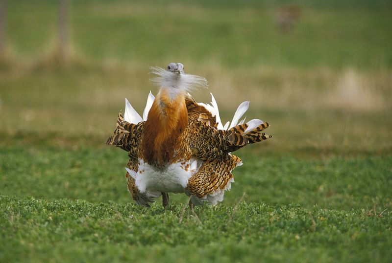 Cada vez hay menos avutardas en Extremadura