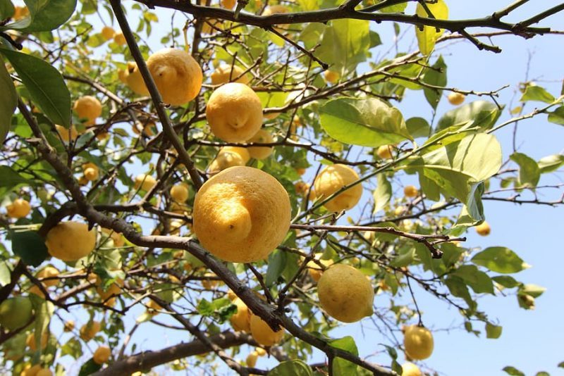 Zitroladors: para evitar desperdiciar alimentos en el campo