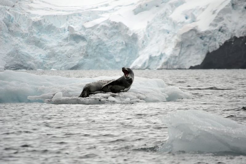 Los lobos marinos antárticos se mueren de hambre