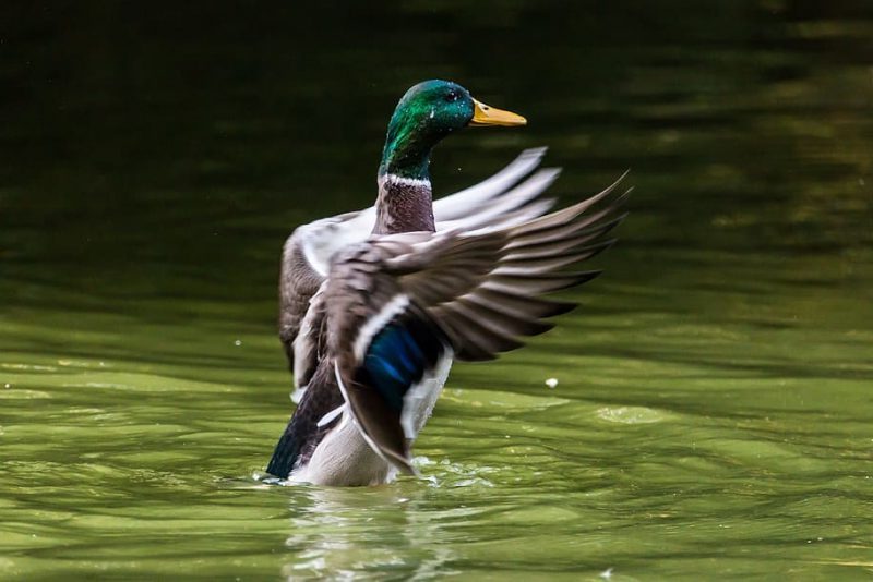 Éxito reproductivo de aves en l´Albufera de Valencia
