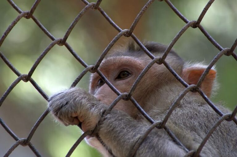 Caza ilegal en China amenaza la Biodiversidad y salud mundiales