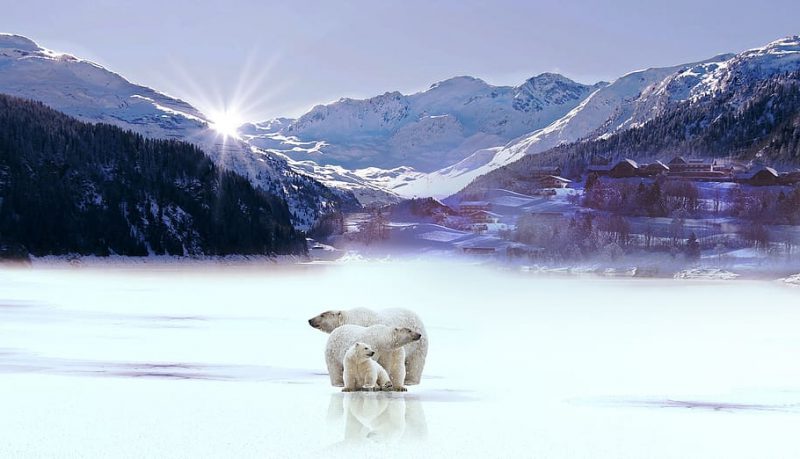 Innovadores radares para proteger a los osos polares