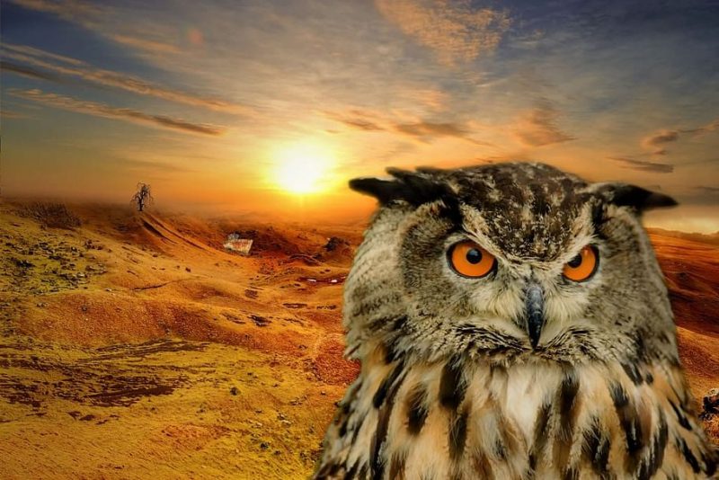 Científicos reclaman equilibrio entre renovables y biodiversidad