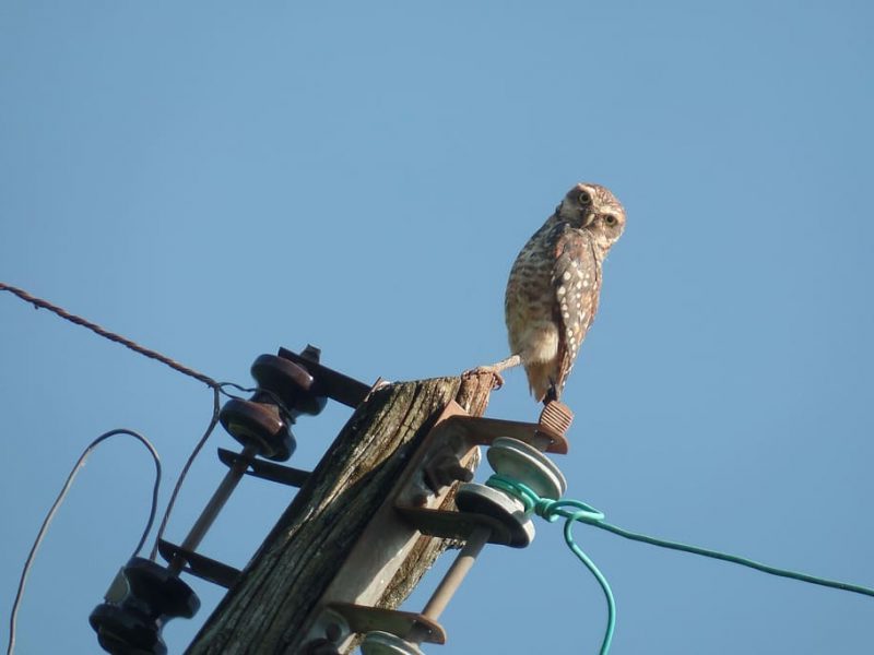 LIFE PowerLines4birds: no más aves electrocutadas
