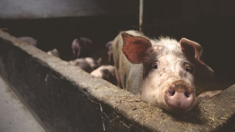 La UE ignora a los animales a pesar de sus promesas