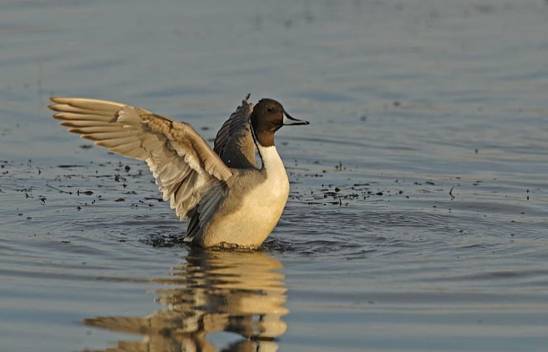 ¿Qué se puede hacer para salvar Doñana?