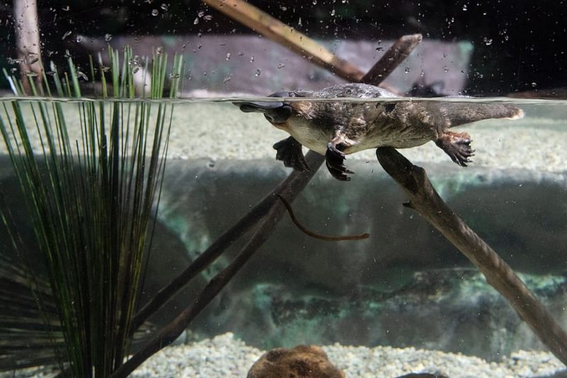 Incendios y lluvias acaban con el hábitat de los ornitorrincos