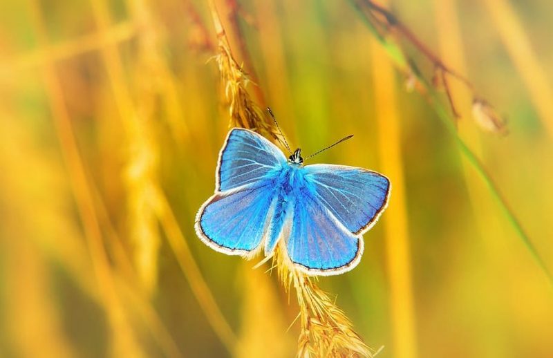 Que haya menos invertebrados es nefasto para los ecosistemas