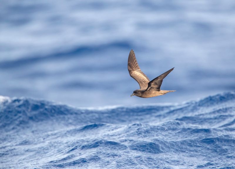 Nueva web inaugurada por el día de las aves migratorias