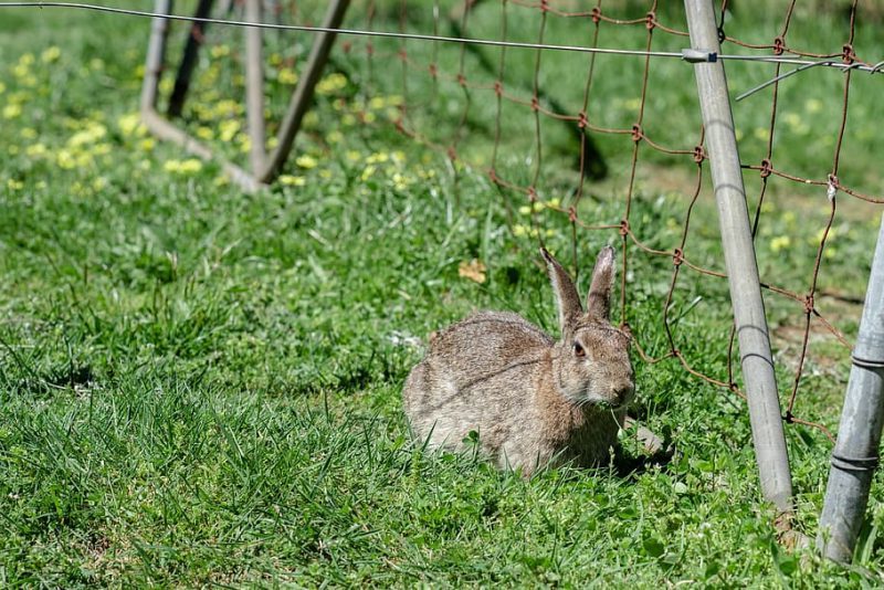 En el Año del Conejo, nuestro conejo de monte se extingue
