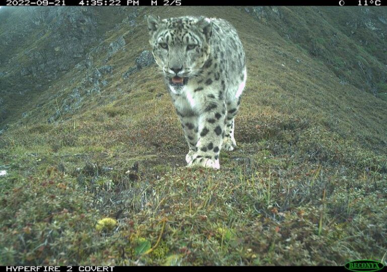 Buenas noticias de los leopardos de las nieves en Bután